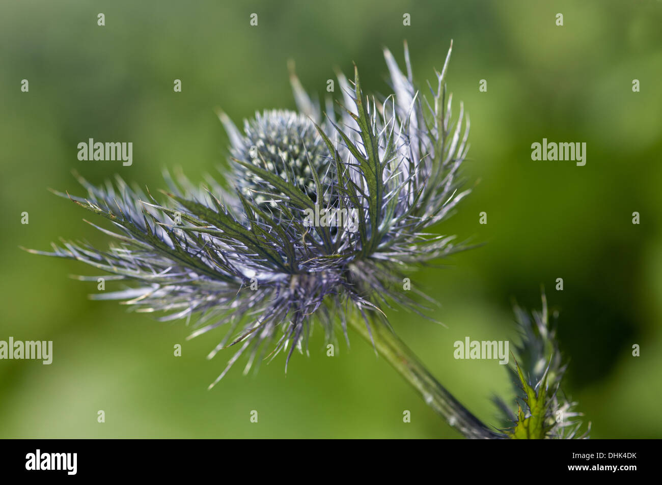 Alps eryngium alpinum fotografías e imágenes de alta resolución Alamy