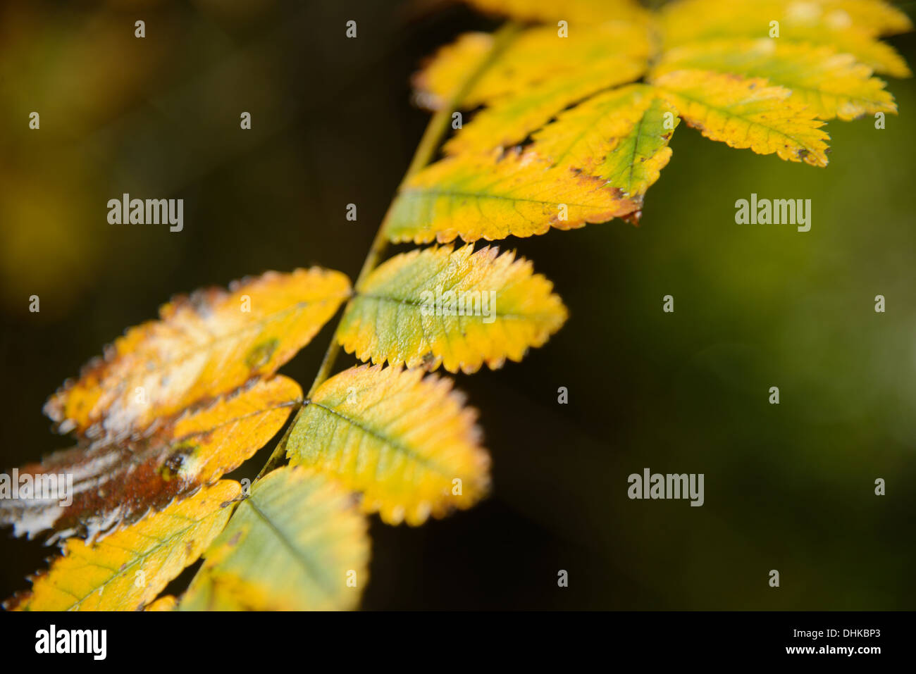 Rama del árbol de ceniza en otoño con hojas amarillas Foto de stock