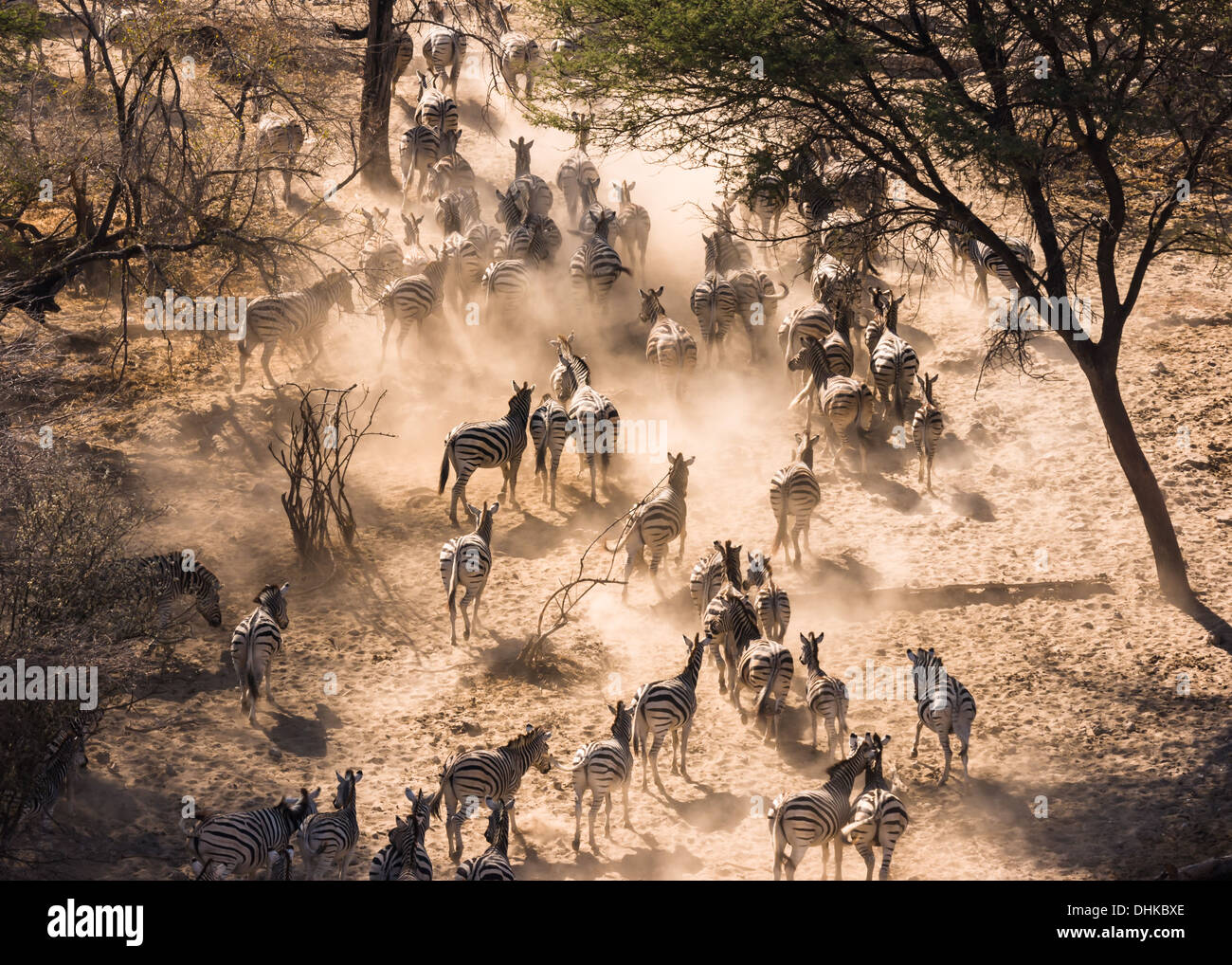 Planificar las cebras (Equus quagga) dejando un punto de agua, Nxai Pan Foto de stock