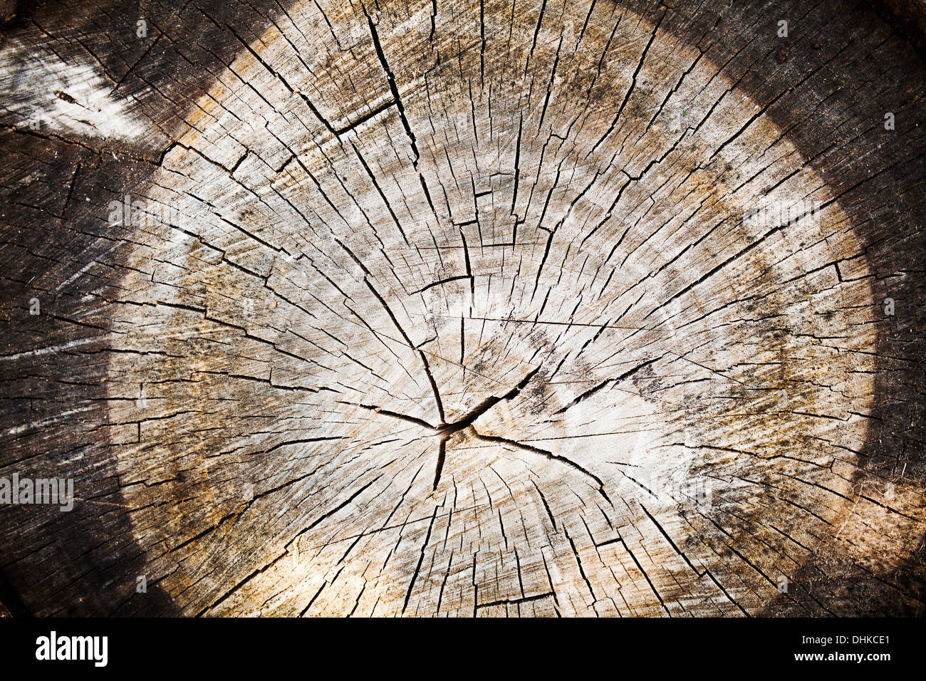 Textura de madera vieja del corte del tronco de un árbol, en primer plano Foto de stock