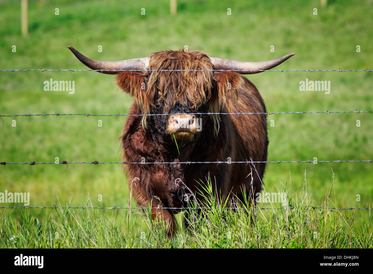 Retrato de Highland ganado detrás de alambre de púas, Kananaskis Country, Alberta, Canadá Foto de stock