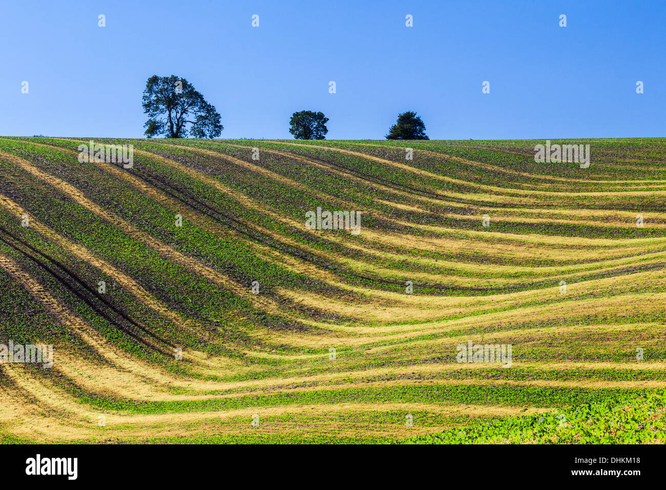 Una imagen simple de ondulantes patrones creados por jóvenes cultivos y surcos de un campo arado en Wiltshire, Inglaterra. Foto de stock
