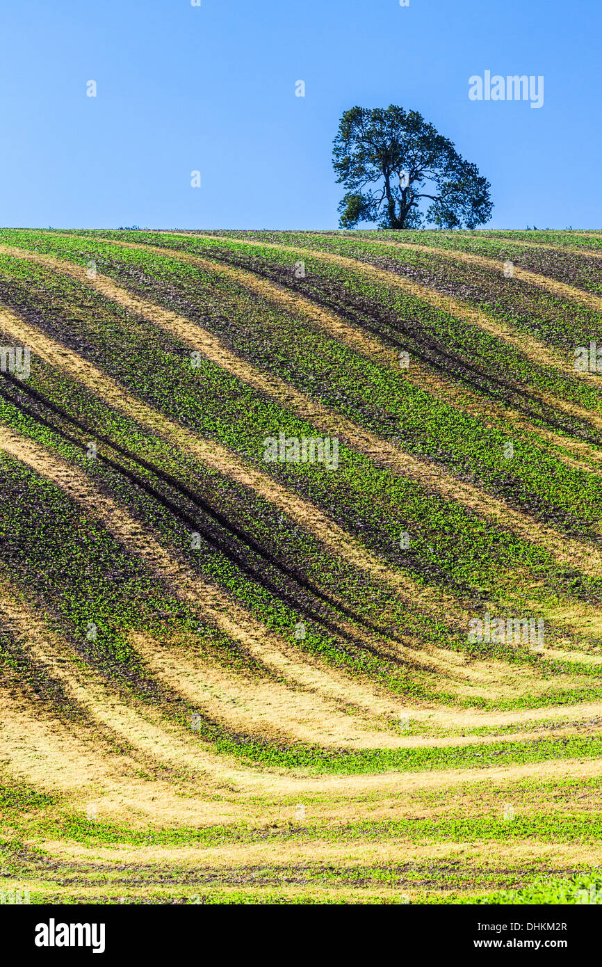 Una imagen simple de ondulantes patrones creados por jóvenes cultivos y surcos de un campo arado en Wiltshire, Inglaterra. Foto de stock