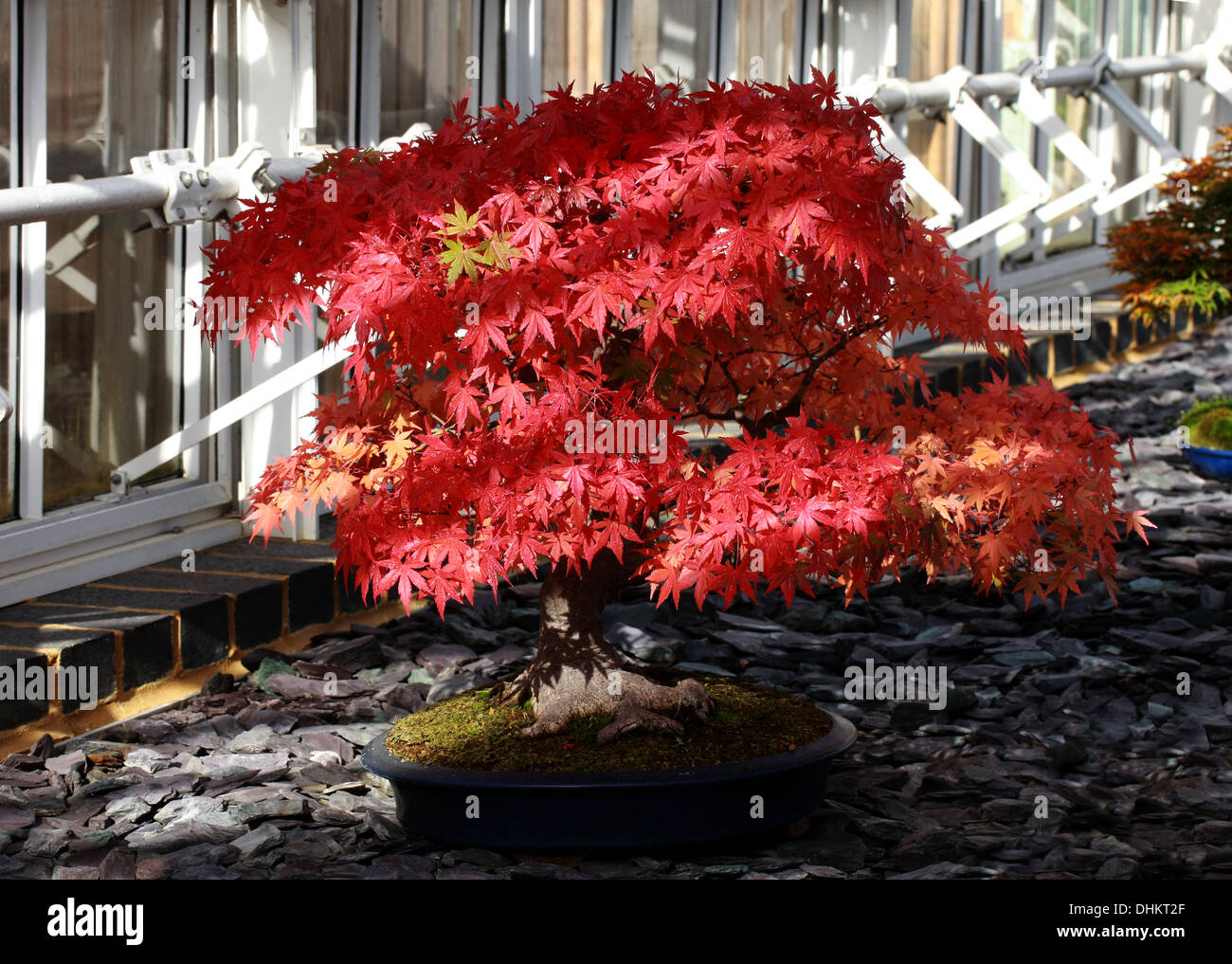 80 Años japonés Bonsai Arce, Acer palmatum, Aceraceae (Sapindaceae). En el otoño de color. Royal Botanic Gardens, Kew. Foto de stock