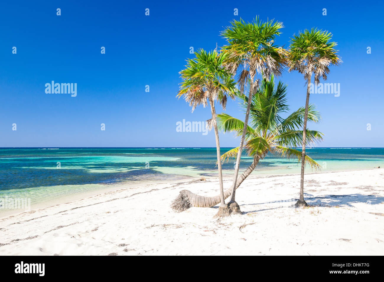 Las palmeras en la playa caribeña tropical Foto de stock
