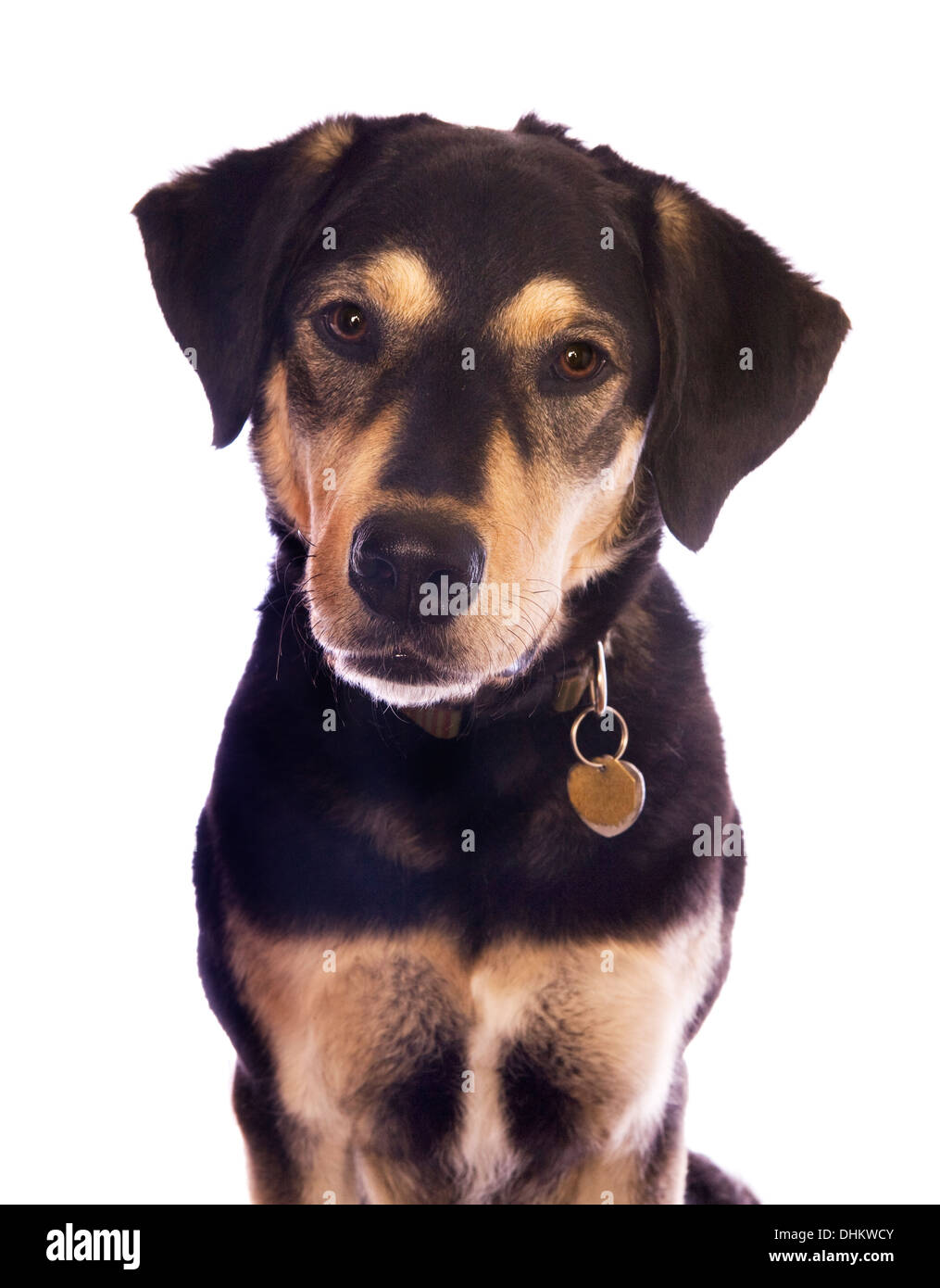 Lindo perro negro y marrón con etiquetas sobre el collar cabeza disparado  aislado en blanco Fotografía de stock - Alamy