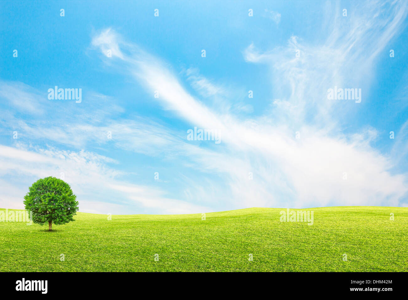 Árbol de campo verde y con el cielo azul y las nubes Foto de stock