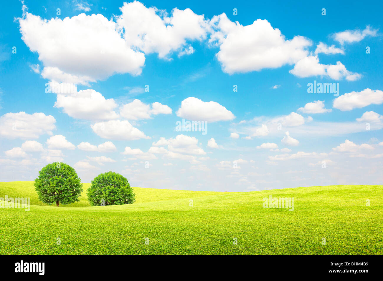 Árbol de campo verde y con el cielo azul y las nubes Foto de stock