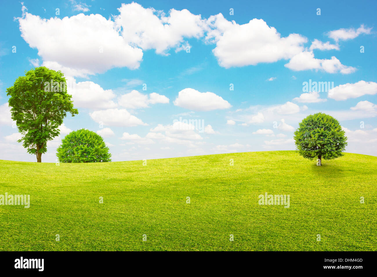 Árbol de campo verde y con el cielo azul y las nubes Foto de stock