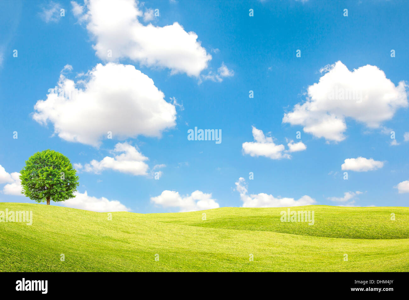 Árbol de campo verde y con el cielo azul y las nubes Foto de stock