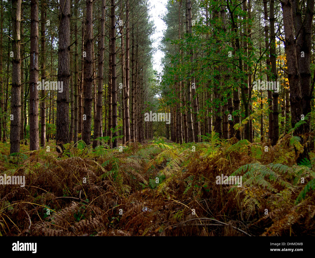 Los pinos en filas bosque Sandringham Norfolk Inglaterra Foto de stock