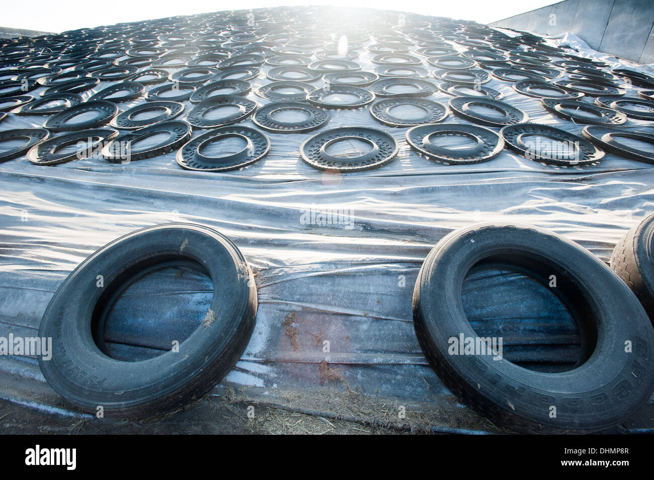 Neumáticos reciclados sosteniendo una lona en lugar encima de un montón de alimento para el ganado Foto de stock