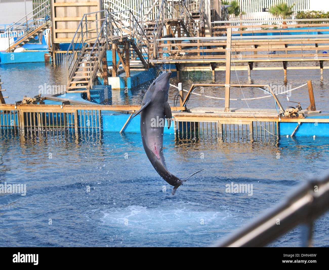 Delfín saltando en un acuario Foto de stock