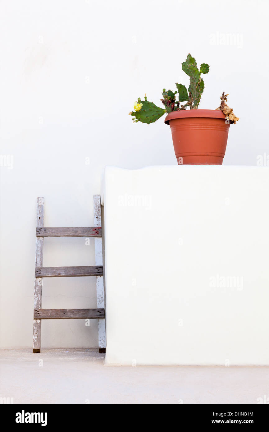 Cactus con paredes blancas y las escaleras. Foto de stock
