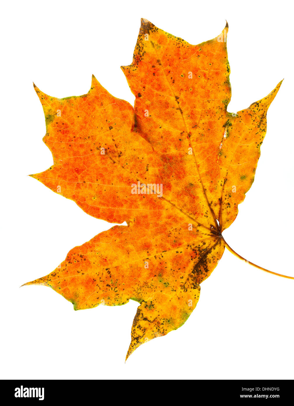 Hoja de otoño colores Foto de stock