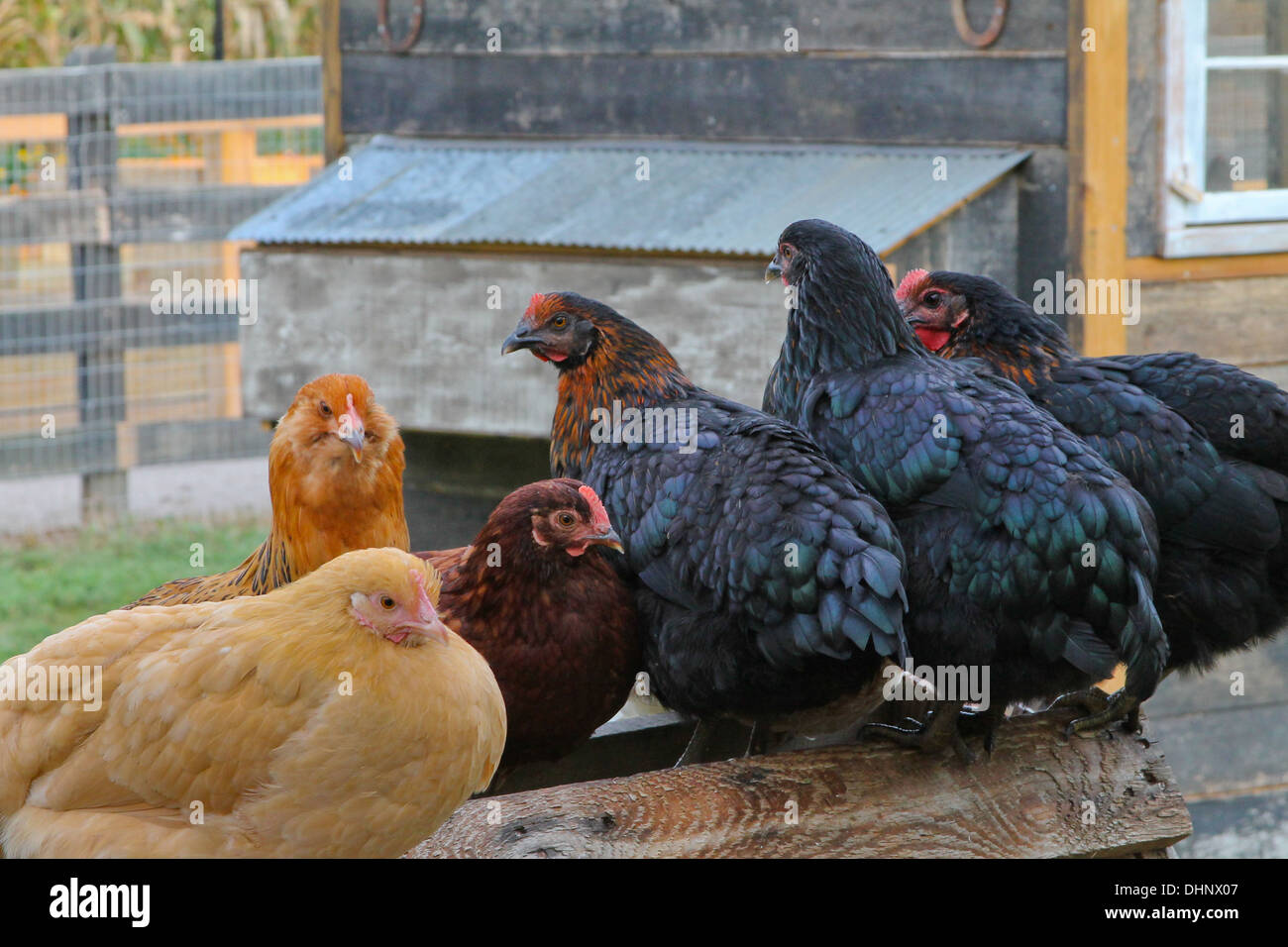 Fowl Play - gallinas posado juntos fuera Foto de stock
