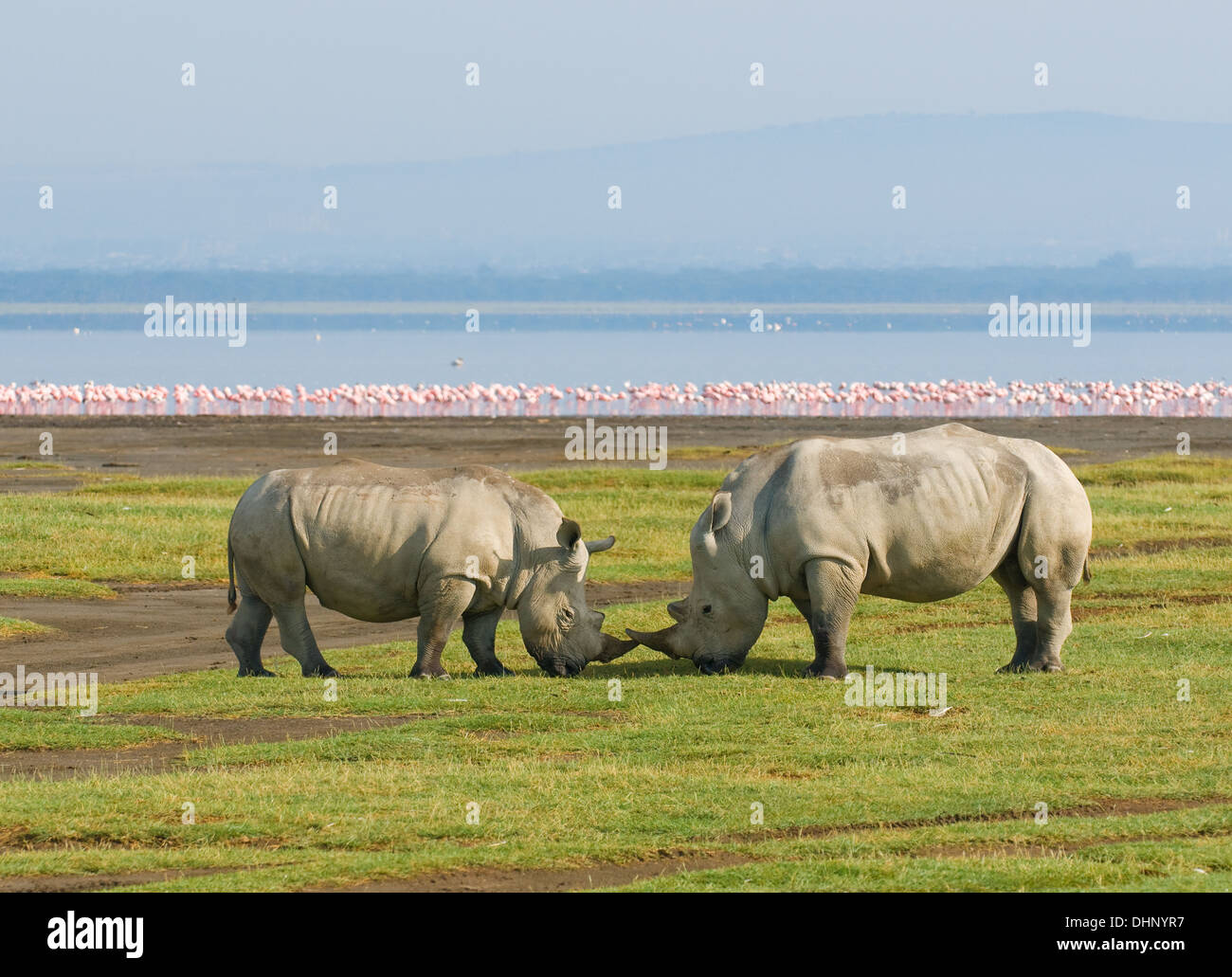 Rinocerontes en el Parque Nacional lago Nakuru, Kenya Foto de stock