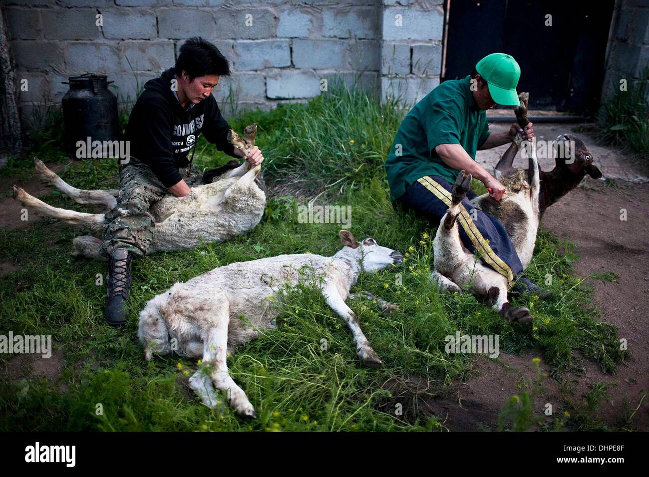 Ulaanbaatar, Mongolia. El 1 de abril, 2013. Dos jóvenes de Mongolia el sacrificio de ovino y caprino en un campo complejo para ricos habitantes de la ciudad. Los hombres de Mongolia el sacrificio de estos animales, haciendo una pequeña incisión en el tórax, alcanzando en la cavidad, y pellizcando o ajustar la aorta hasta el animal sangra internamente. © Taylor Weidman/Cable/ZUMA ZUMAPRESS.com/Alamy Live News Foto de stock