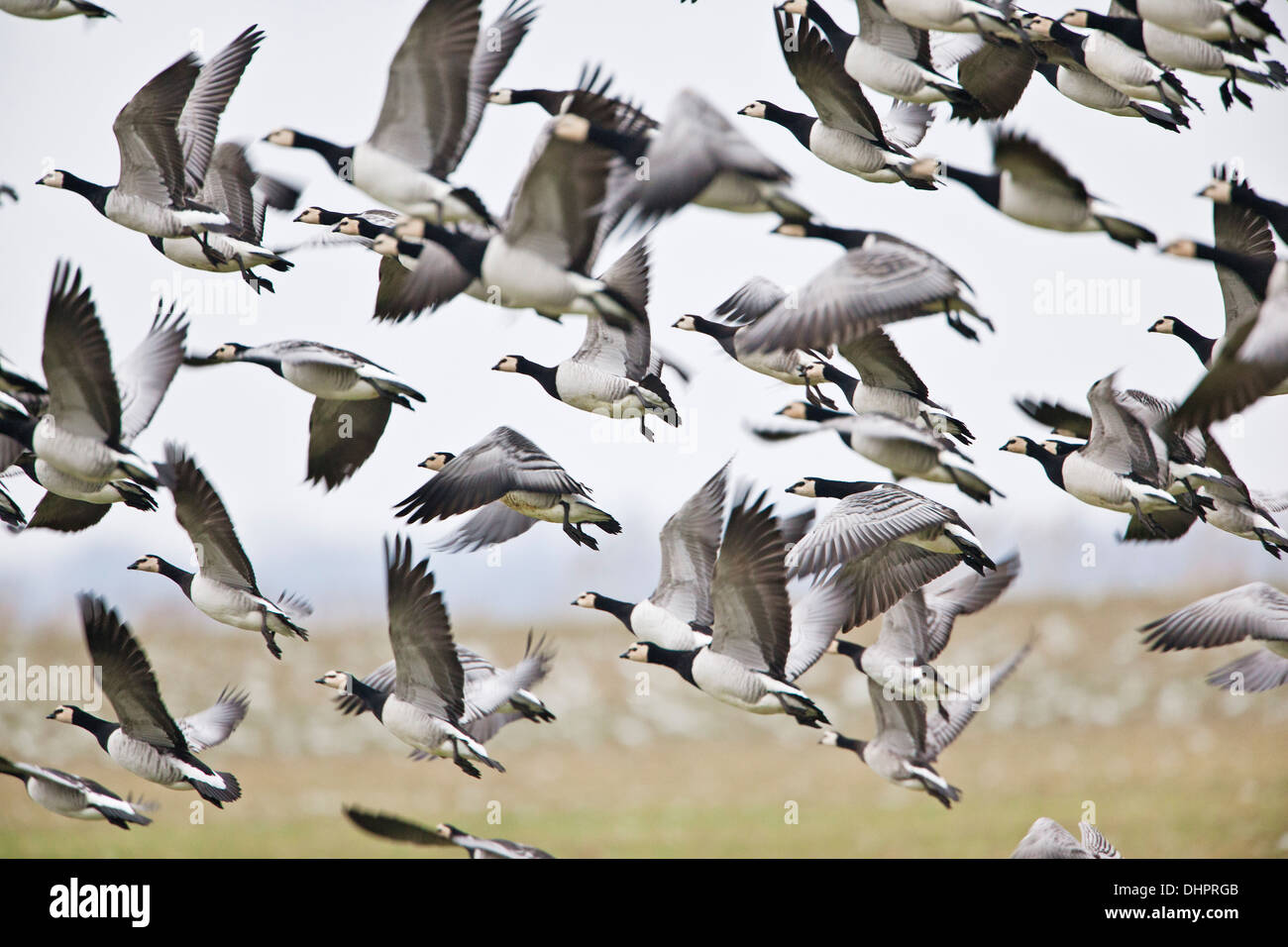 Países Bajos, Heeg, rebaño de Barnacle gansos volando Foto de stock