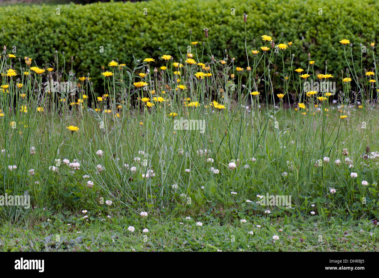 Jardín salvaje flores para atraer a los invertebrados y alentar el control biológico natural Foto de stock