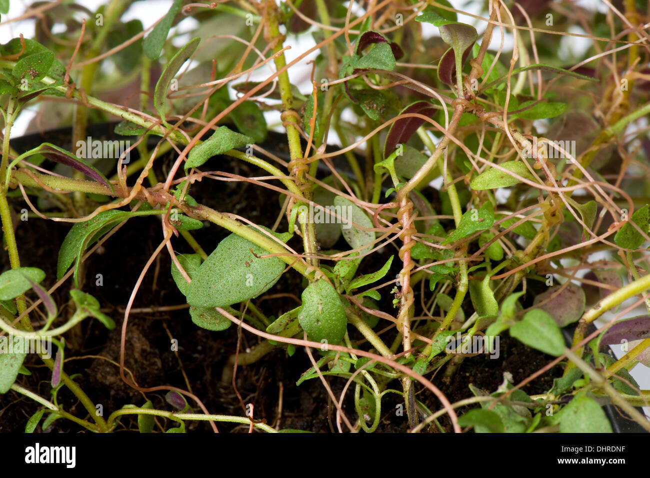 Unión dodder, Cuscuta europaea, una planta parásita en una manada tomillo planta en una maceta Foto de stock