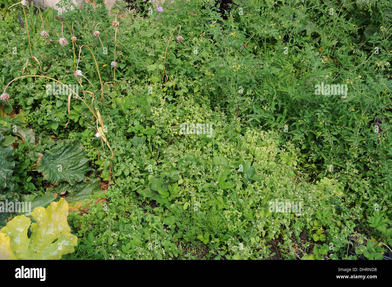 Quickweed Foto de stock