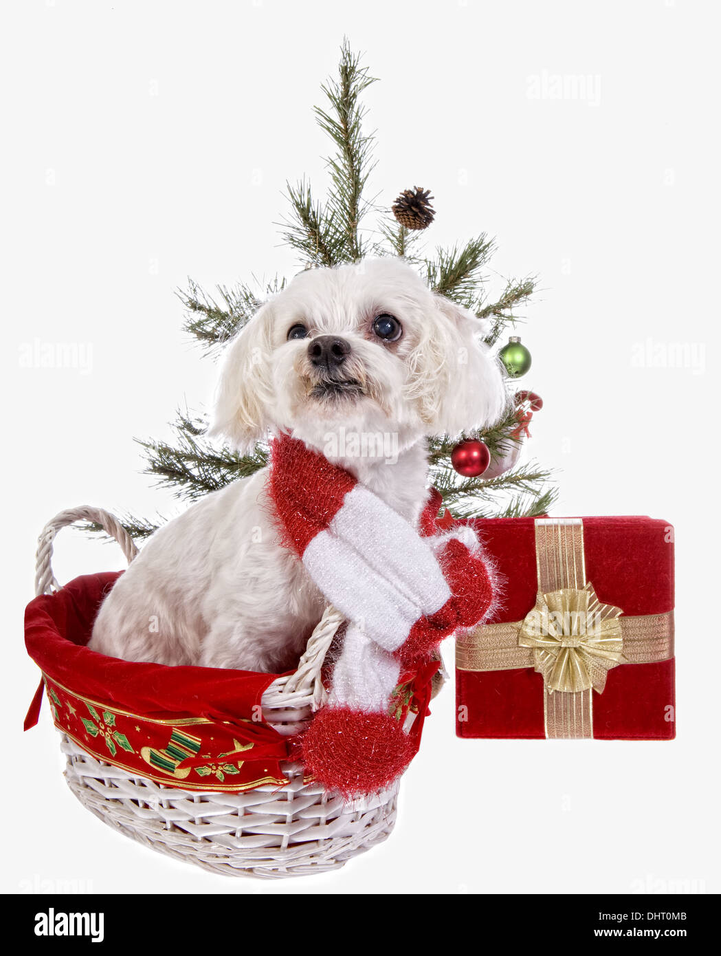 Navidad lindo perro maltés luciendo la bufanda en el canasto bajo el árbol de navidad aisladas sobre fondo blanco. Foto de stock