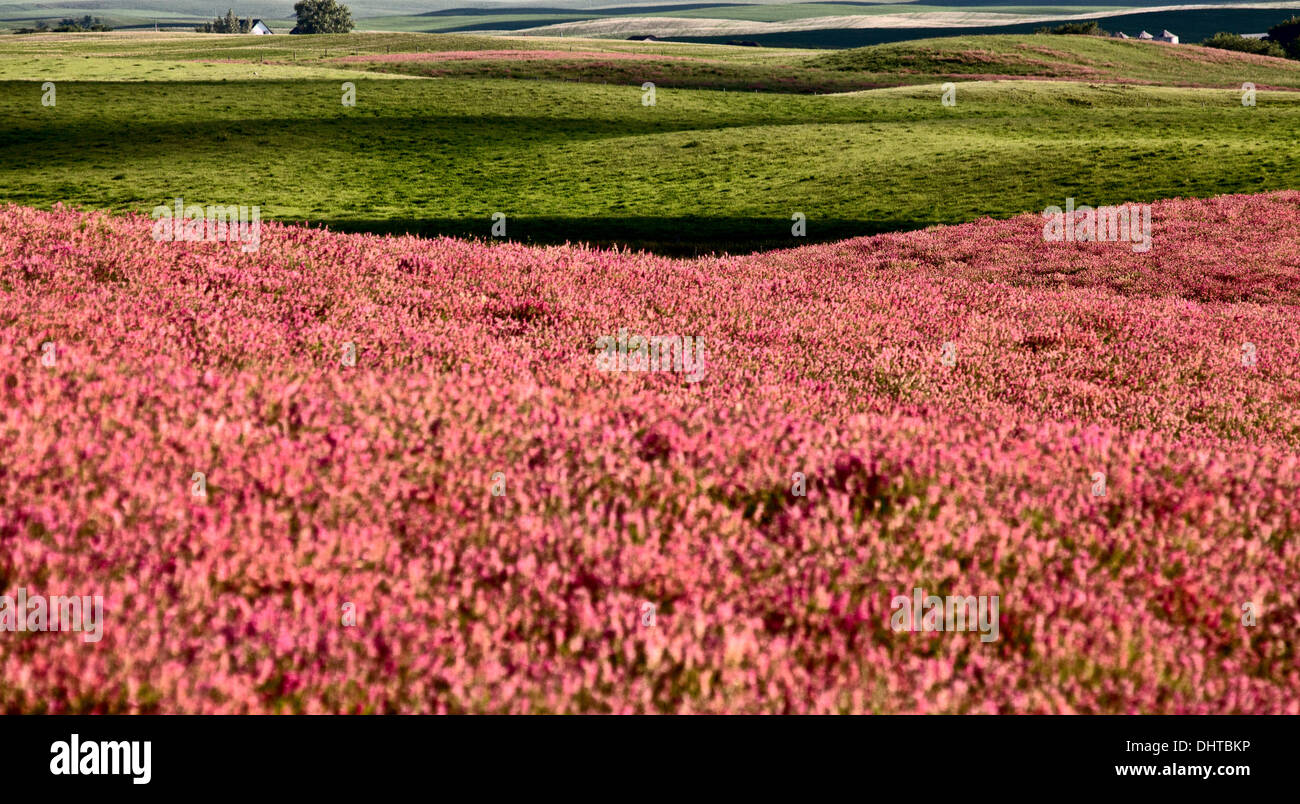 Flor rosa de cultivos de alfalfa en Saskatchewan Canadá Fotografía de stock - Alamy Flor rosa de cultivos de alfalfa en Saskatchewan Canadá Fotografía de stock - Alamy