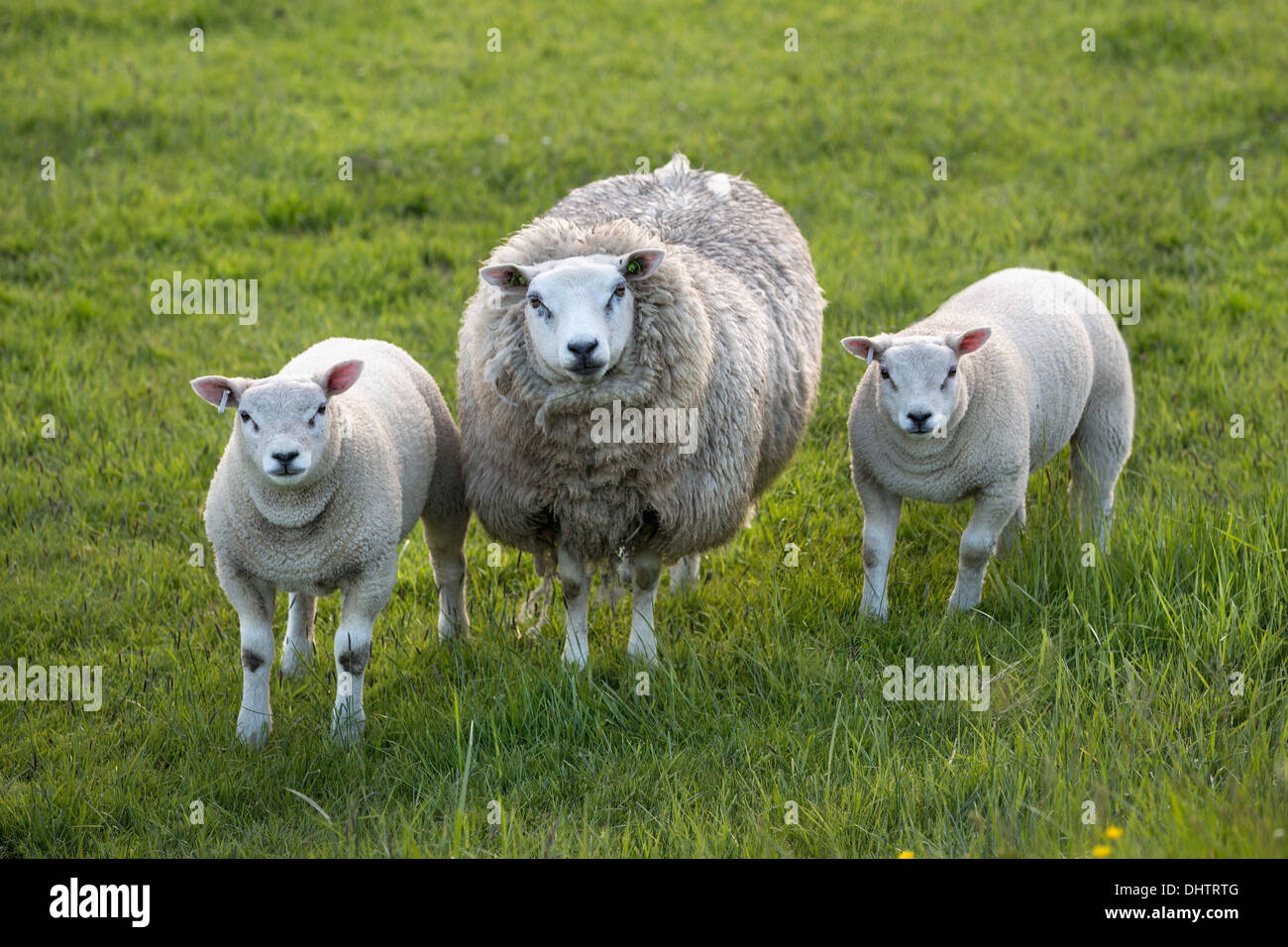 Países Bajos, Oosthuizen, ovejas y corderos Foto de stock