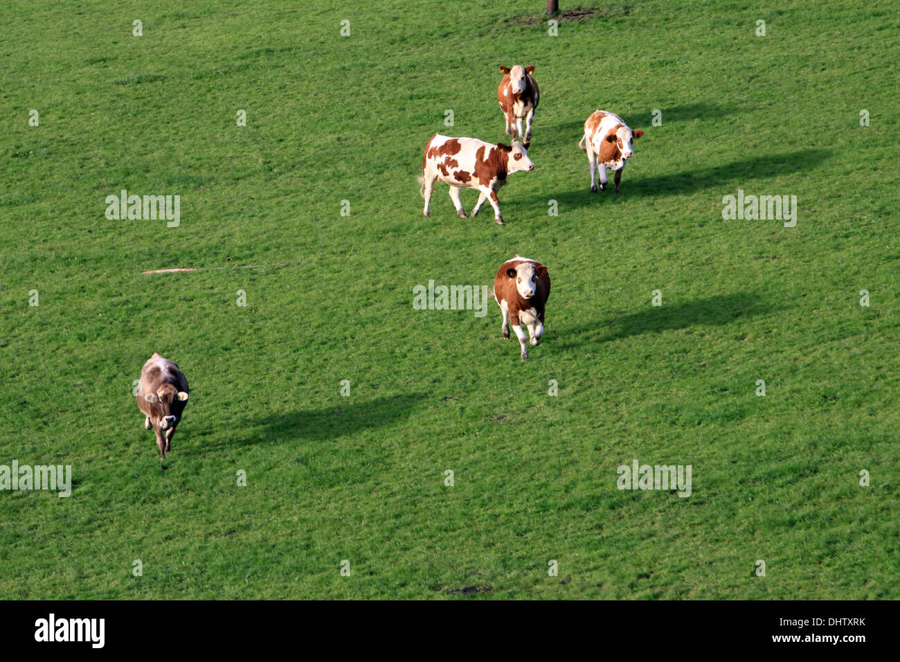 Las vacas en el prado Foto de stock