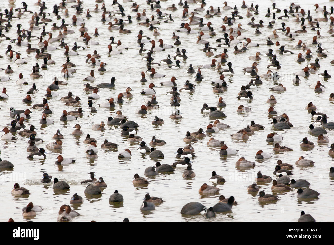 Países Bajos, Marken, diferentes patos en el agujero en el hielo del lago llamado Gouwzee, parte de IJsselmeer. El invierno. Patinadores de fondo Foto de stock