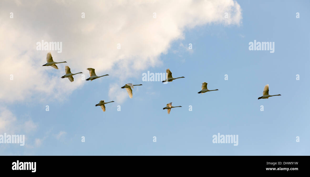 Países Bajos, Loosdrecht, rebaño de silenciar los cisnes volando. Vistas panorámicas Foto de stock
