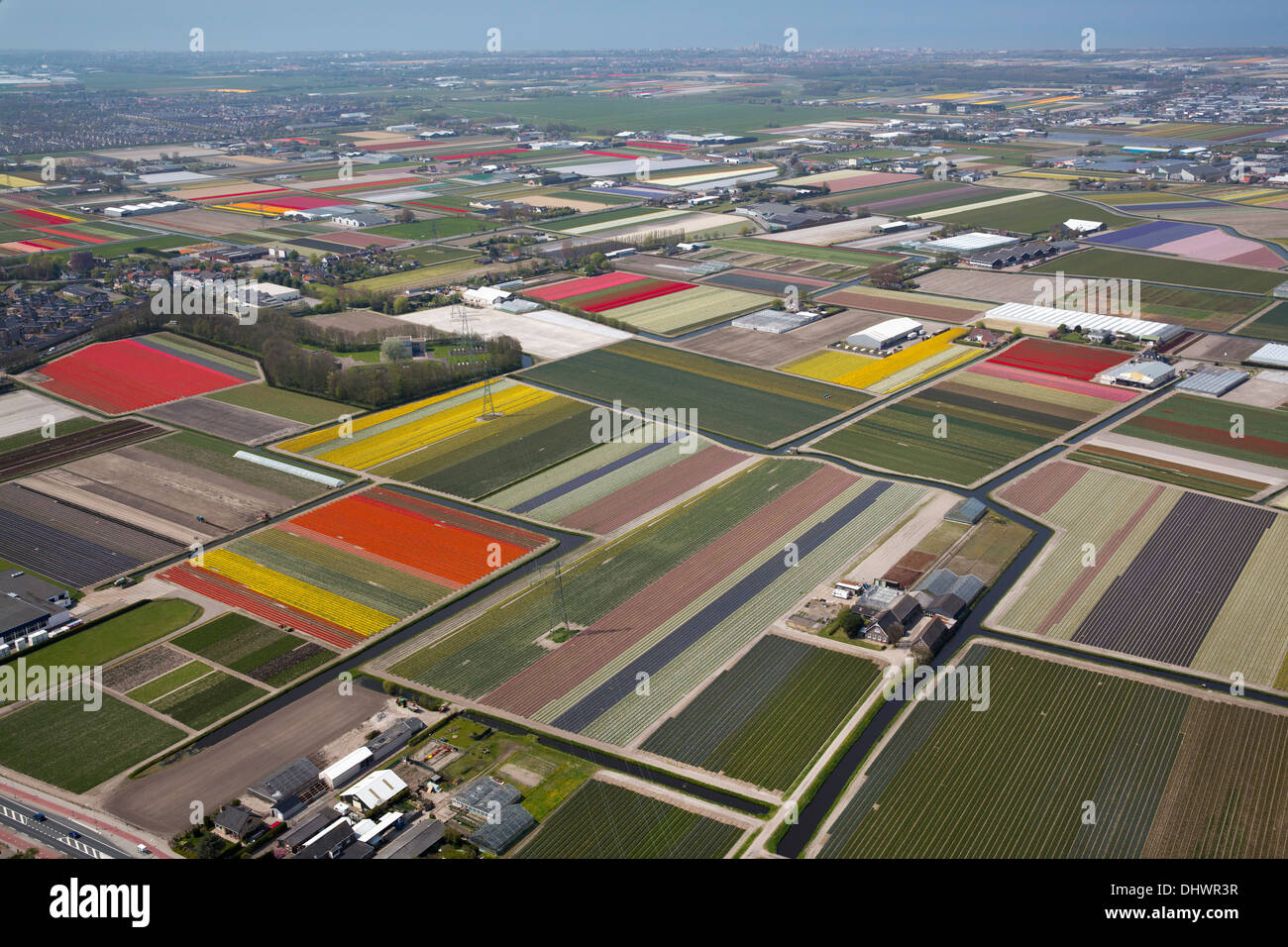 Países Bajos, Lisse, campos de tulipanes, antena Foto de stock