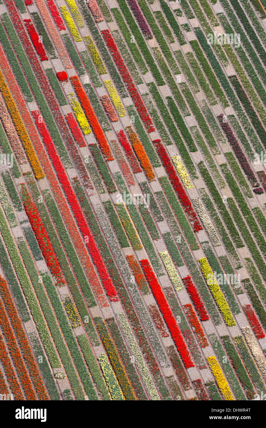 Países Bajos, Lisse, campos de tulipanes, antena Foto de stock