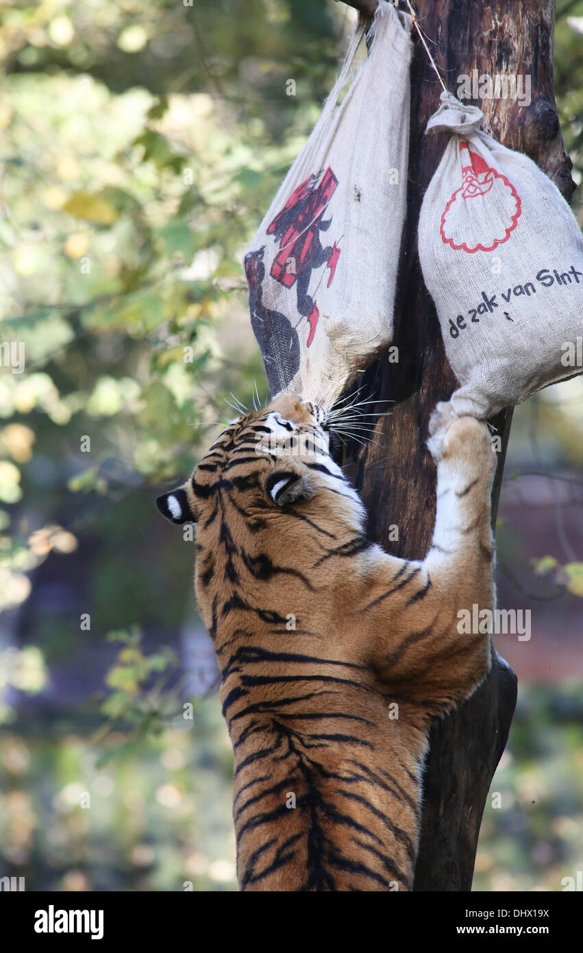 Tigres y leones fotografías e imágenes de alta resolución - Página 2 - Alamy