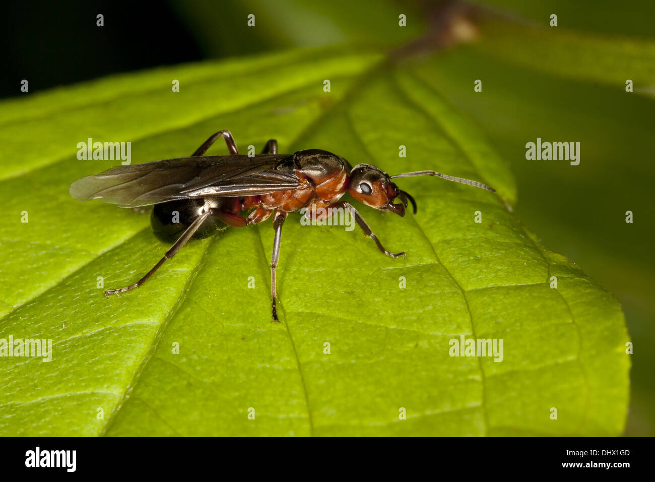 Formica pratensis, Reina, madera roja Ant Foto de stock