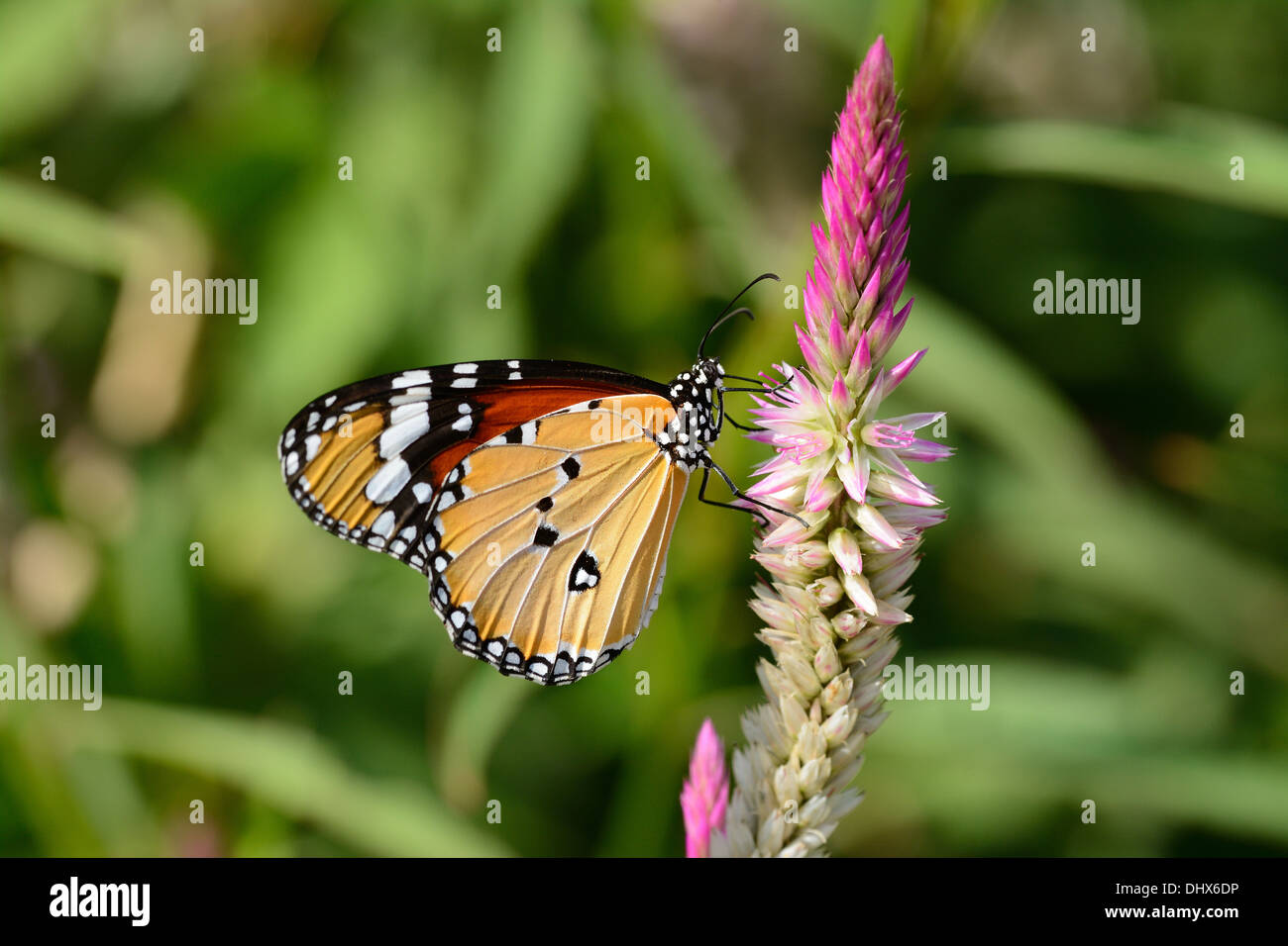 Hermosa llanura mariposa Tigre (Danaus chrysippus) en el jardín de flores Foto de stock