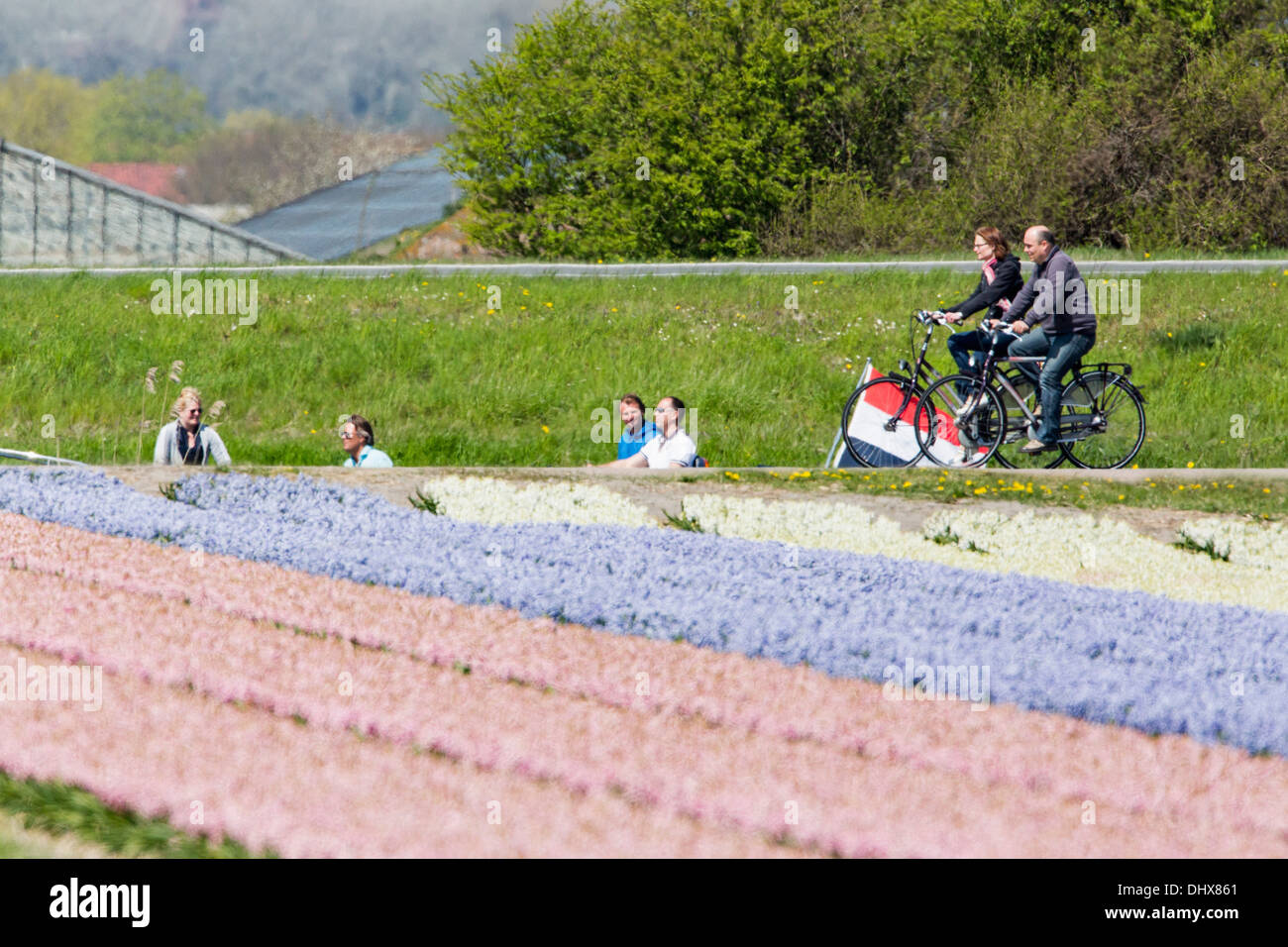 Países Bajos, Noordwijk, campos de jacinto. La gente en el barco y par de ciclismo Foto de stock