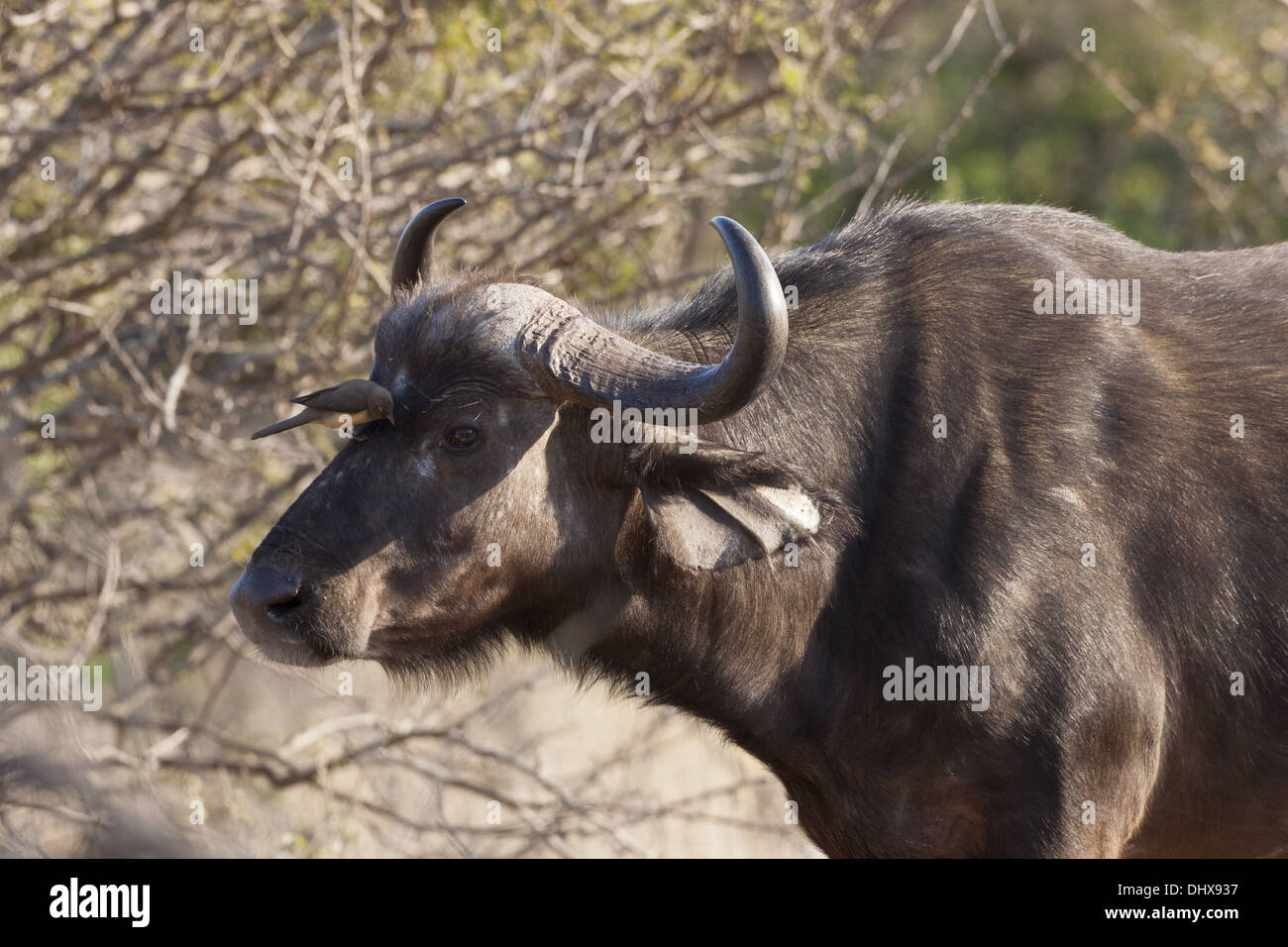 El búfalo africano (Syncerus caffer) Foto de stock