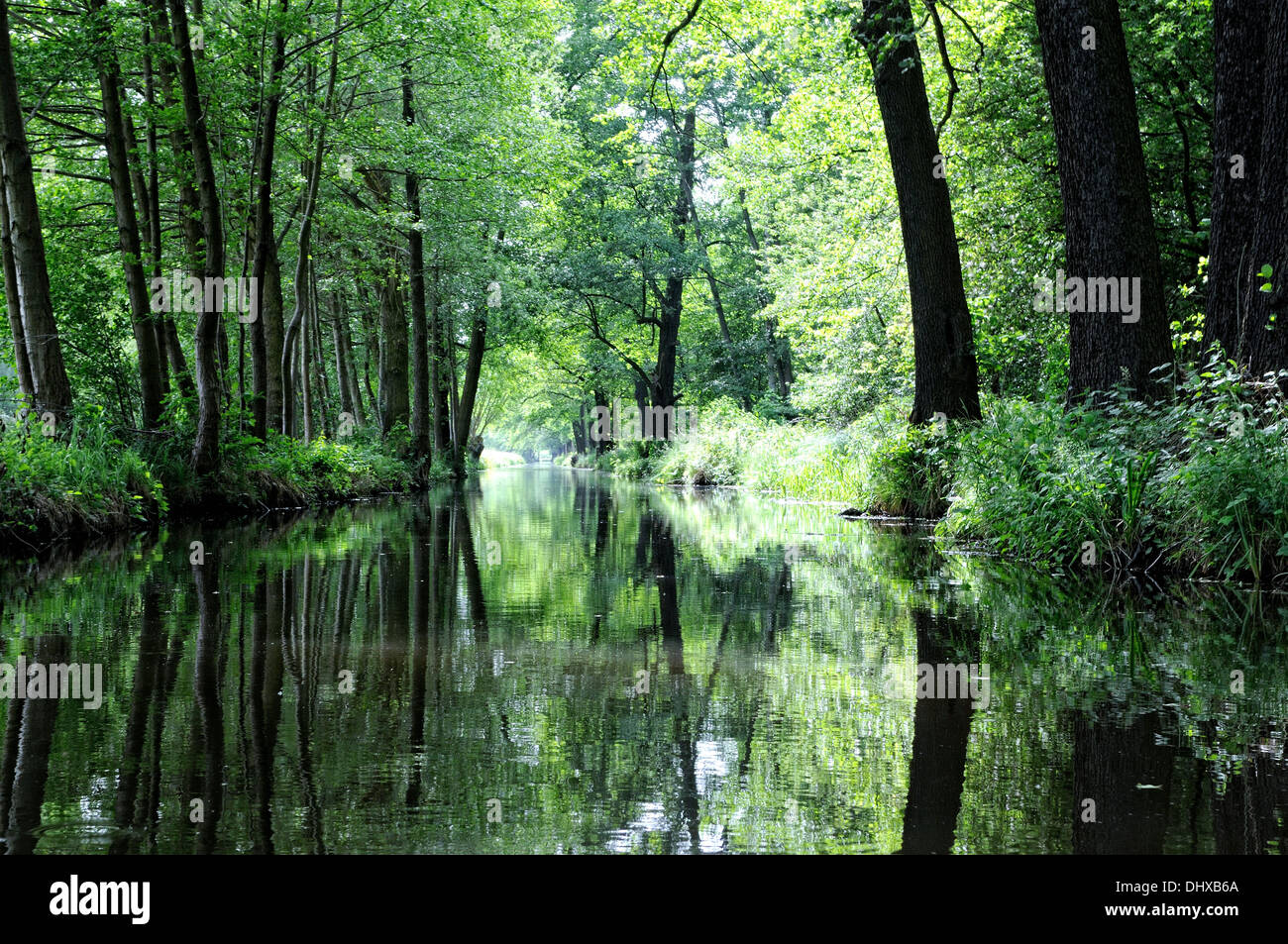 Bosque de Spree waterway Alemania Foto de stock