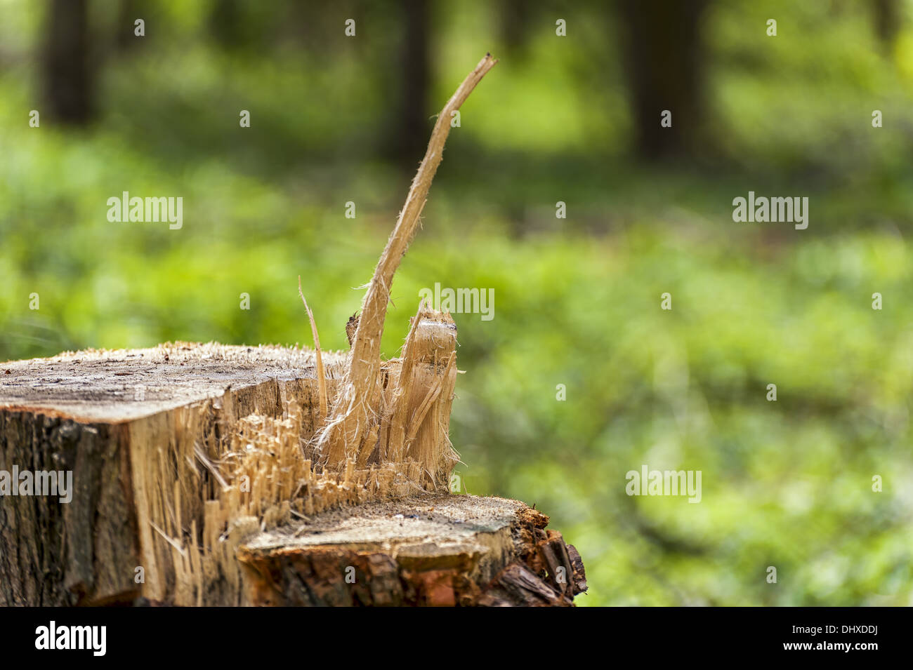 Tocón de árbol con superficies de corte Foto de stock