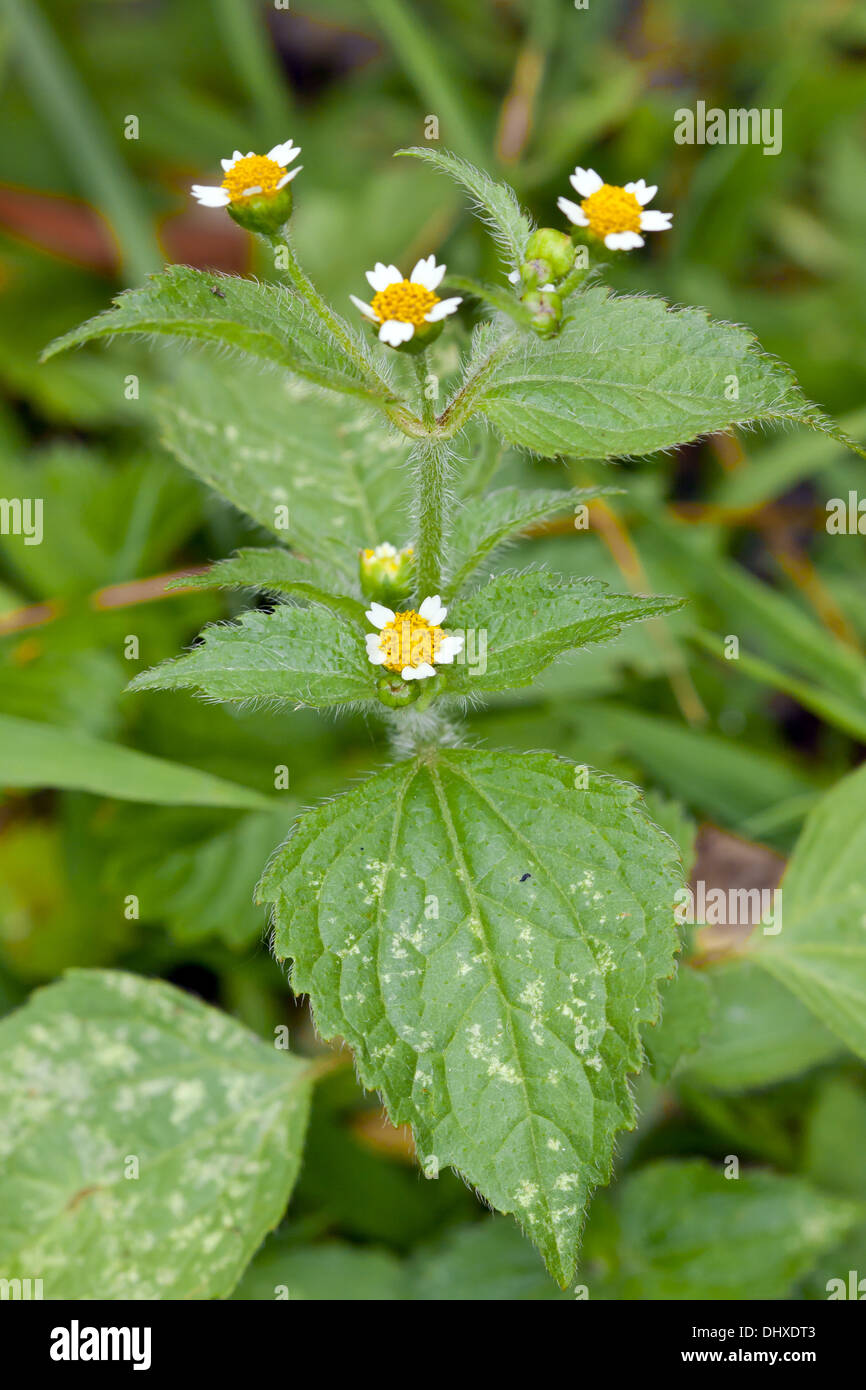 Flecos, Galinsoga ciliata Quickweed Foto de stock