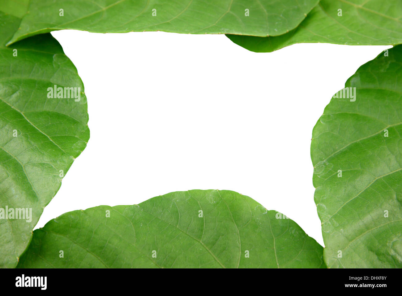 Las hojas verdes con forma de corazón sobre fondo blanco. Foto de stock