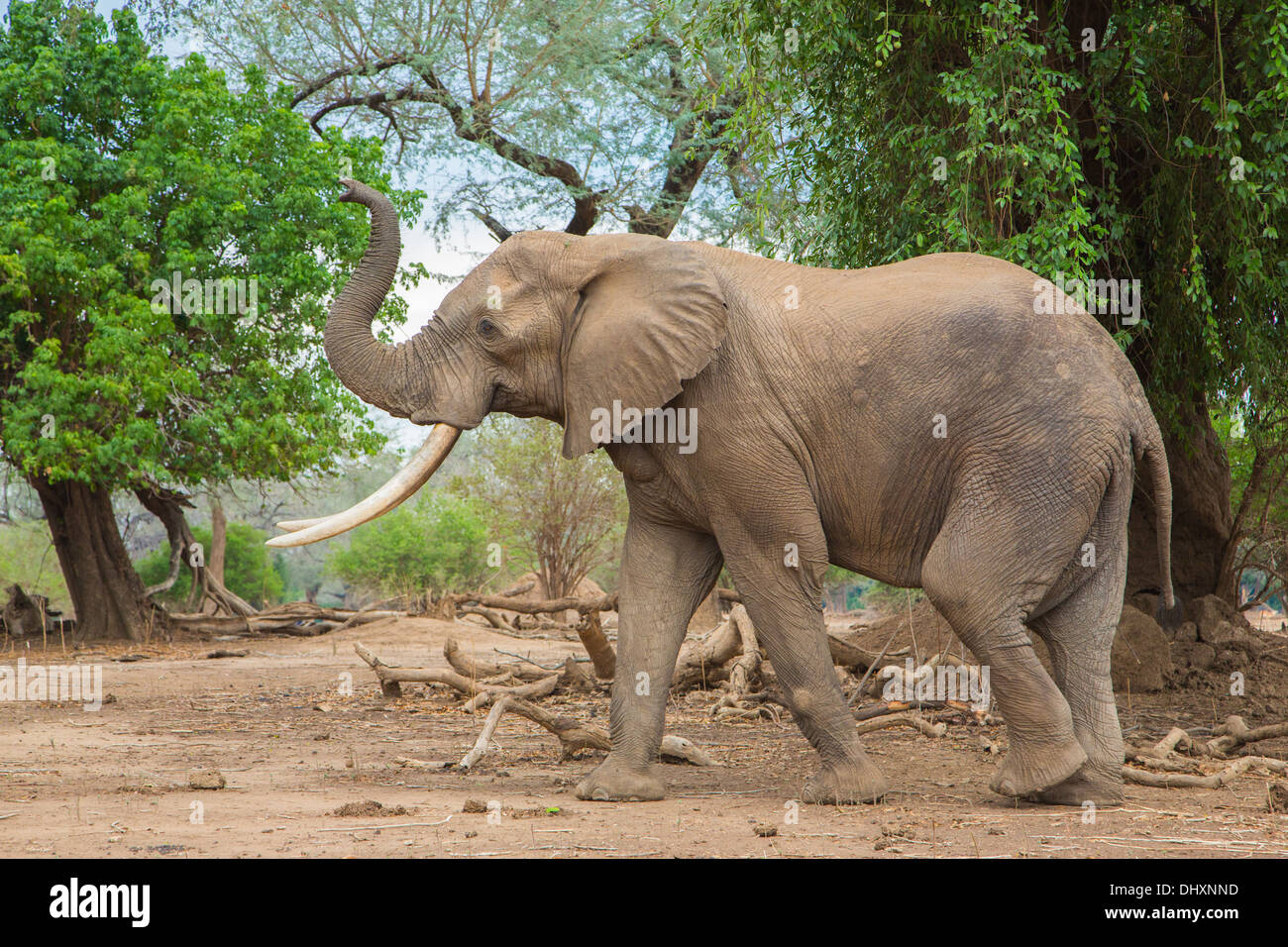Vista lateral de una bula del elefante africano (Loxodonta africana) con el tronco hacia arriba Foto de stock