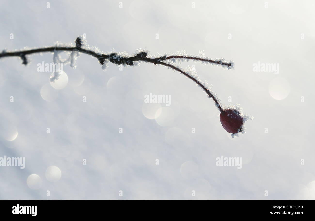 Frosty rama con una cereza en la parte delantera del fondo espumoso Foto de stock