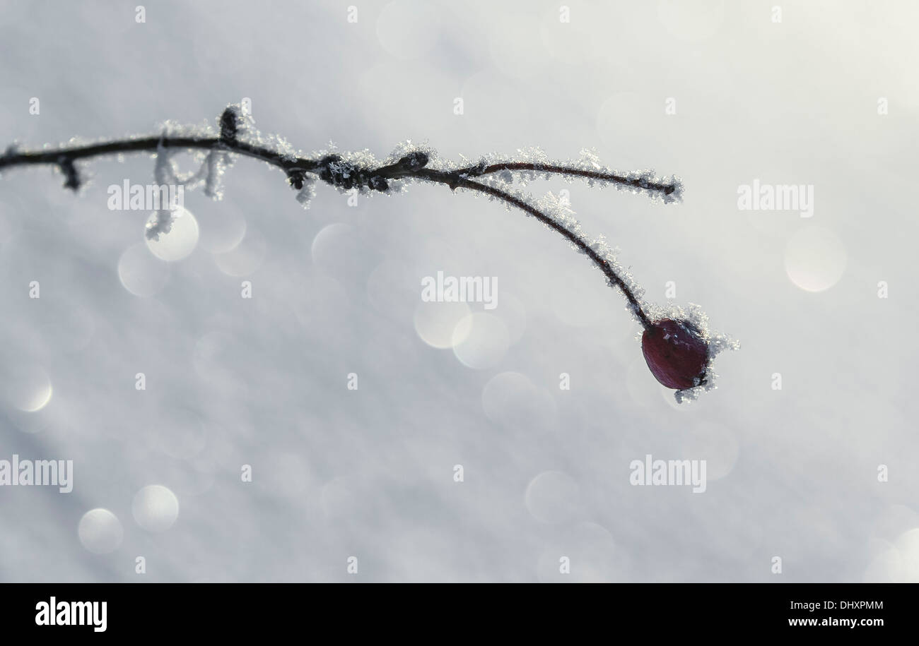 Frosty rama con una cereza en la parte delantera del fondo espumoso Foto de stock