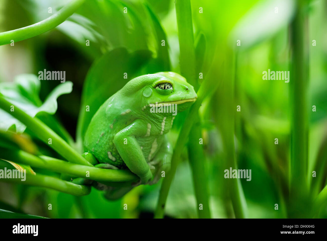 Vista de Monkey Tree Frog Foto de stock