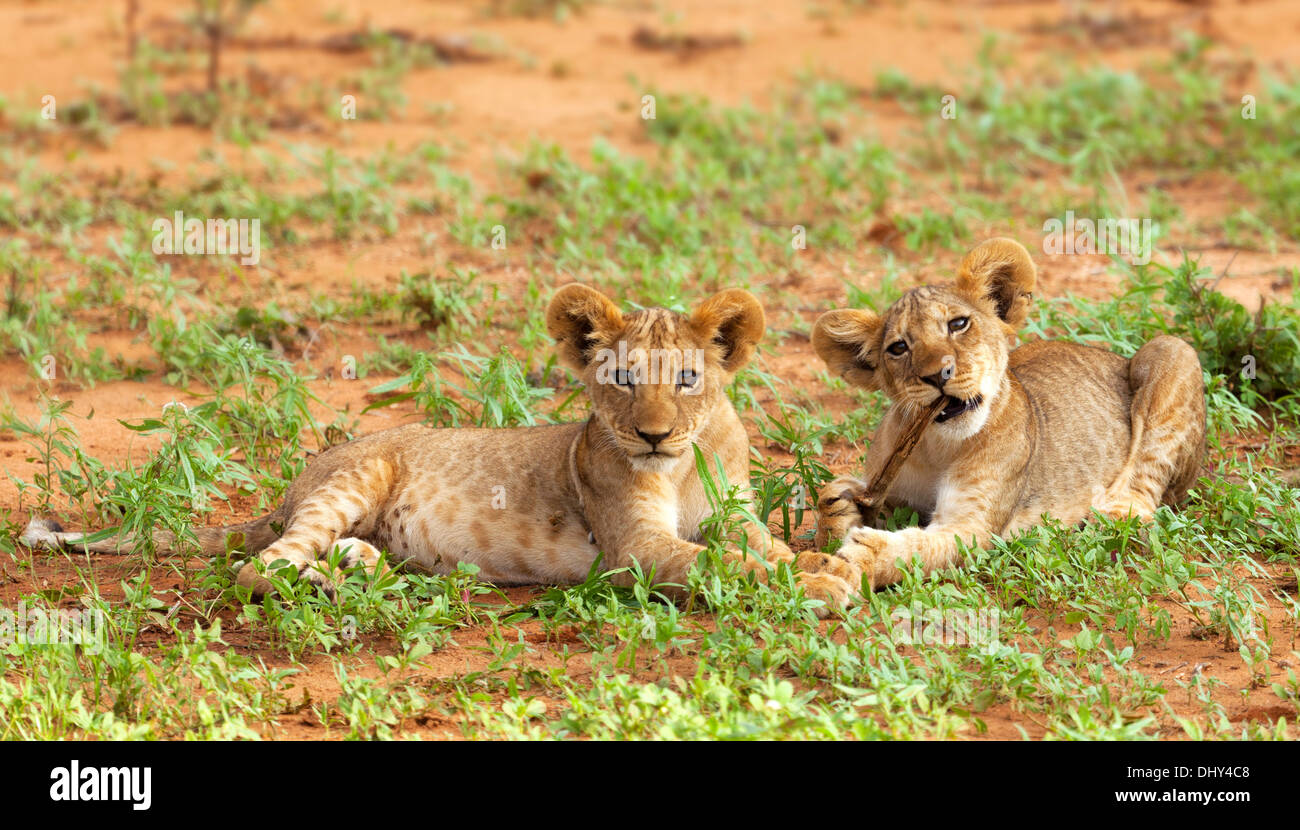 El león (Pantera Leo), Reserva Nacional de Samburu, Kenia Foto de stock