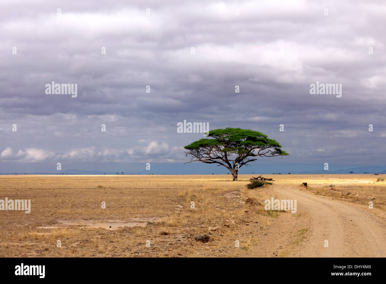 Solitario árbol, Parque Nacional de Amboseli, Kenia Foto de stock