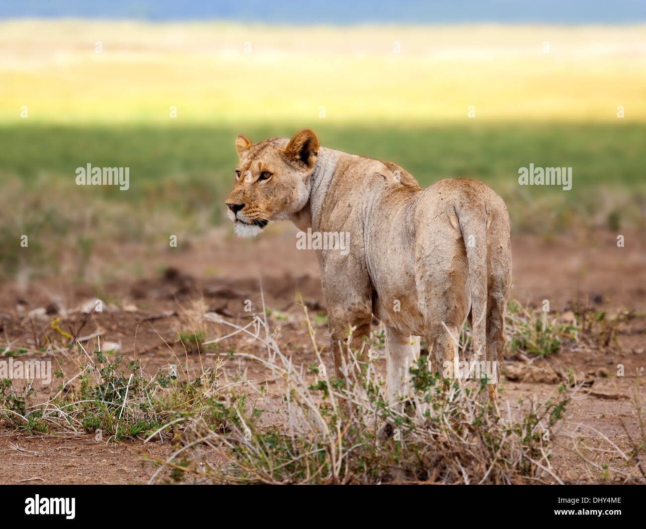 El león (Pantera Leo), Parque Nacional de Amboseli, Kenia Foto de stock